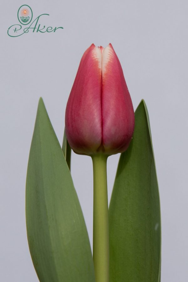 Stunning light red/white tulip Dutch Design