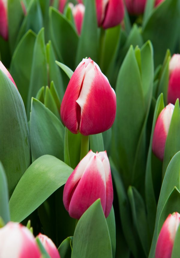 Group of red/white tulips