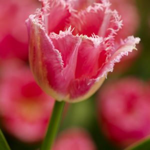 Beautiful pink fringed tulip Fancy Frills