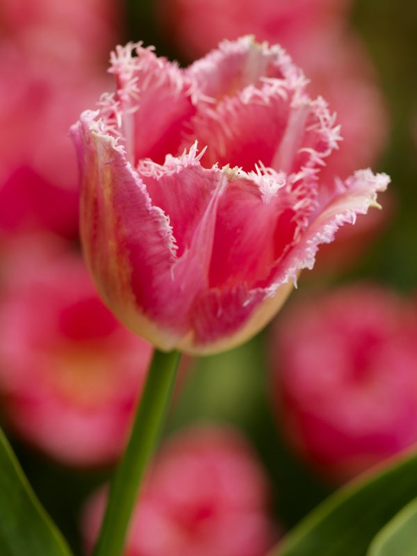 Beautiful pink fringed tulip Fancy Frills