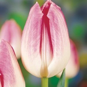 Elegant pink tulip First Class