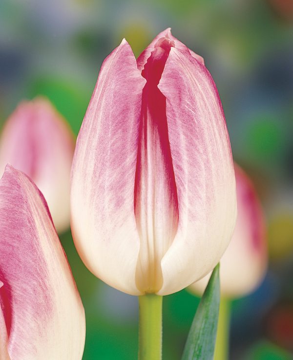 Elegant pink tulip First Class