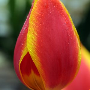 Beautiful Red and Yellow tulip Flair