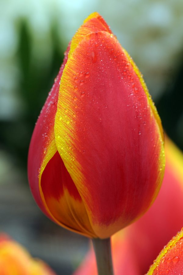 Beautiful Red and Yellow tulip Flair