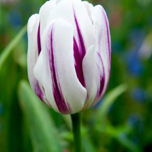 Special white/purple tulip Flaming Flag
