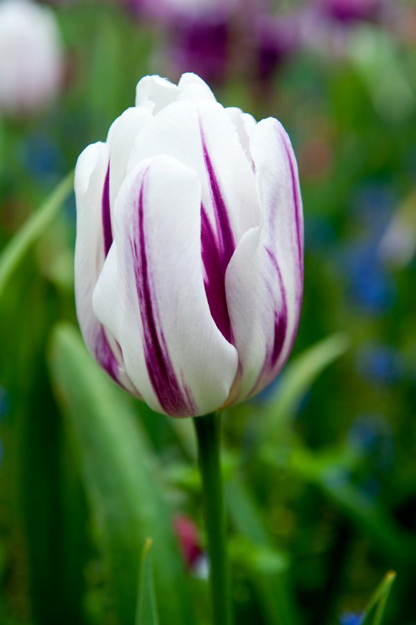 Special white/purple tulip Flaming Flag