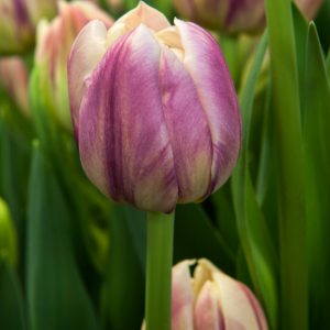 Beautirful pink tulip Flaming Margarita