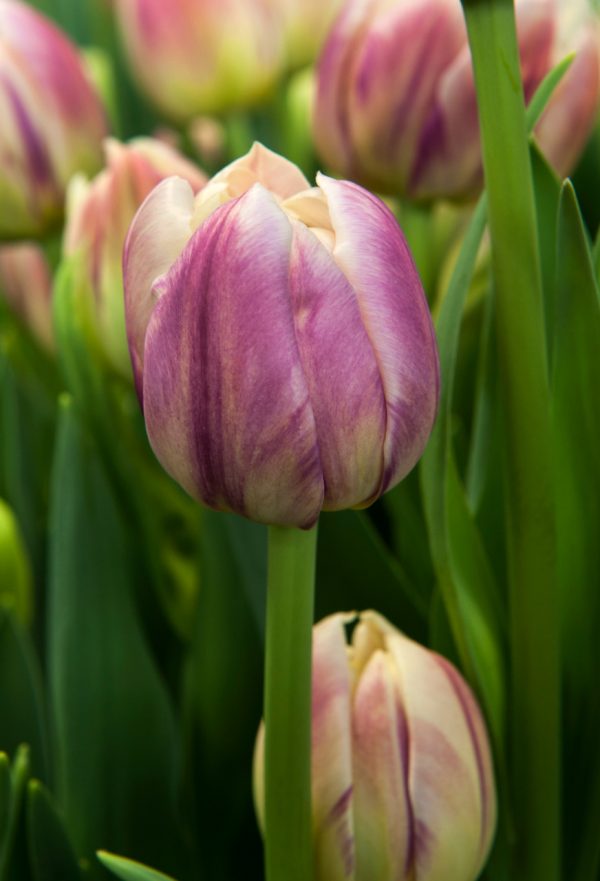 Beautirful pink tulip Flaming Margarita