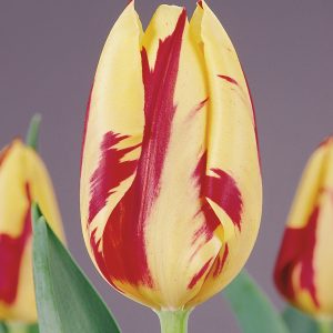 Stunning Yellow/Red tulip Grand Perfection