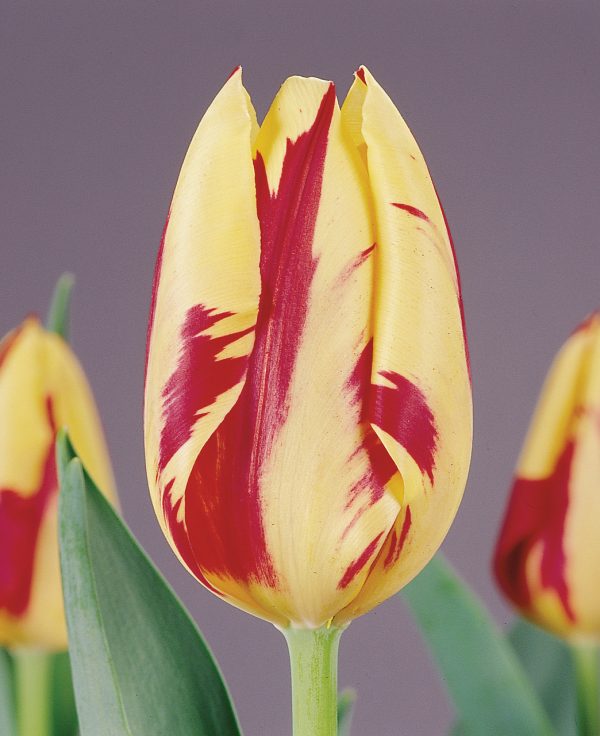 Stunning Yellow/Red tulip Grand Perfection