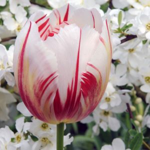 Spectacular White/Red tulip Happy Generation