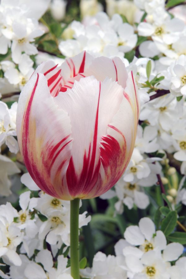Spectacular White/Red tulip Happy Generation