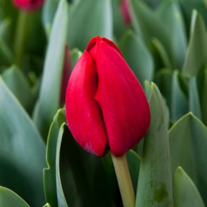 Strong red tulip Heleen Valstar
