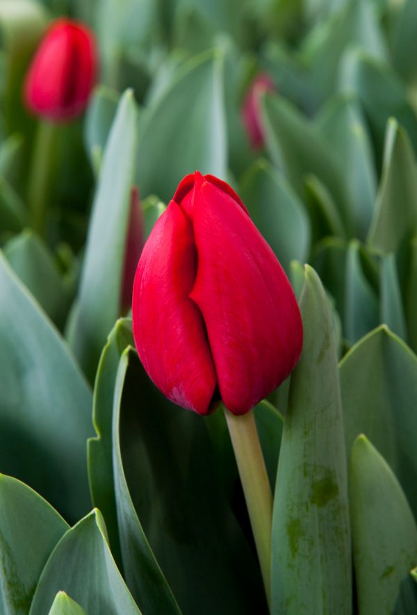 Strong red tulip Heleen Valstar