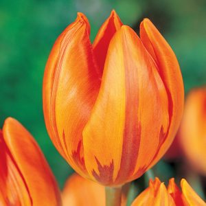 Beautiful orange tulip Hermitage