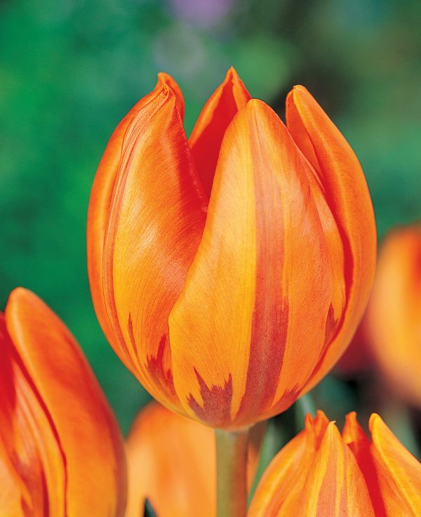 Beautiful orange tulip Hermitage