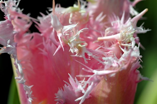 Closeup fringed pink tulip Huis ten Bosch