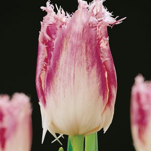 Pink fringed tupip Huis ten Bosch