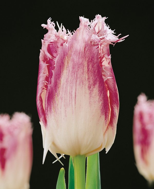 Pink fringed tupip Huis ten Bosch