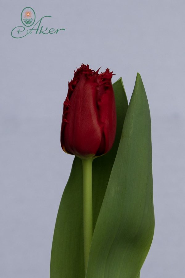 Beautiful dark red fringed tulip Indiana