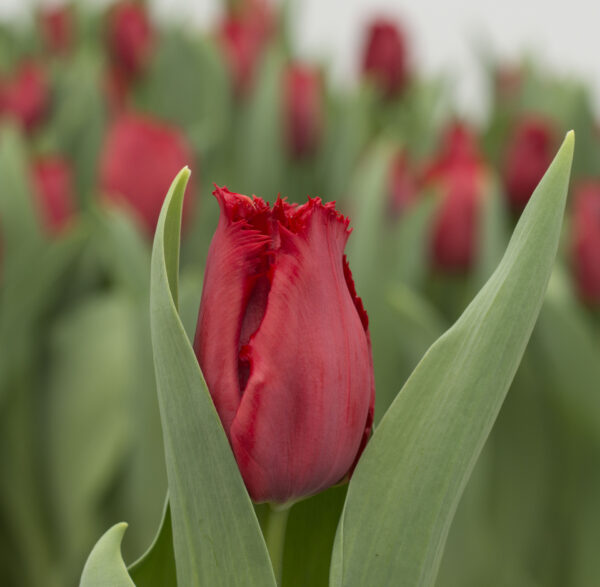 Red tulip Indiana with green leaves