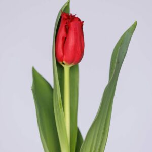 Single red tulip Indiana