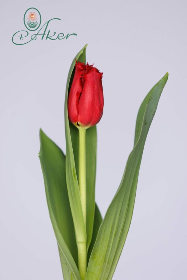 Single red tulip Indiana
