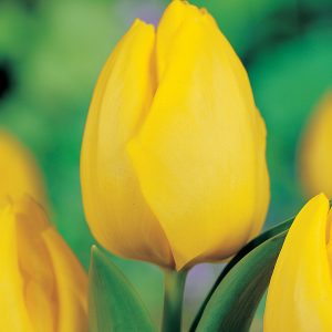 Yellow tulip Kikomachi