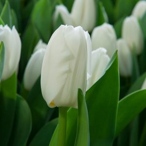 White tulip Lady Chantal