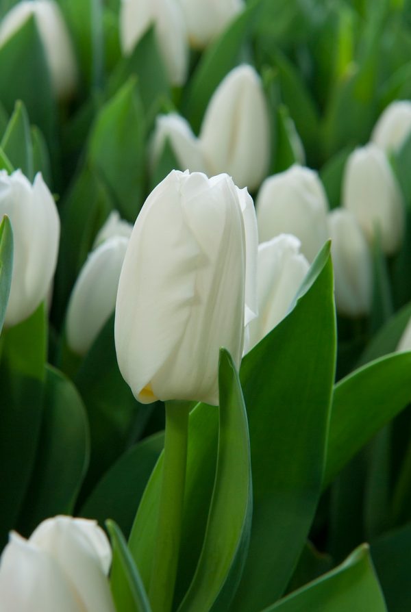 White tulip Lady Chantal