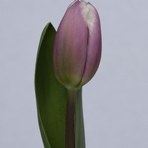 Beautiful purple/white single tulip Librije