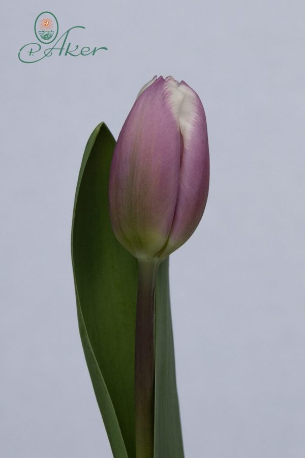 Beautiful purple/white single tulip Librije