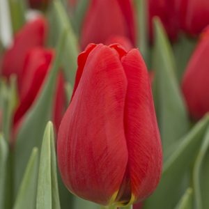 Red tulip Man