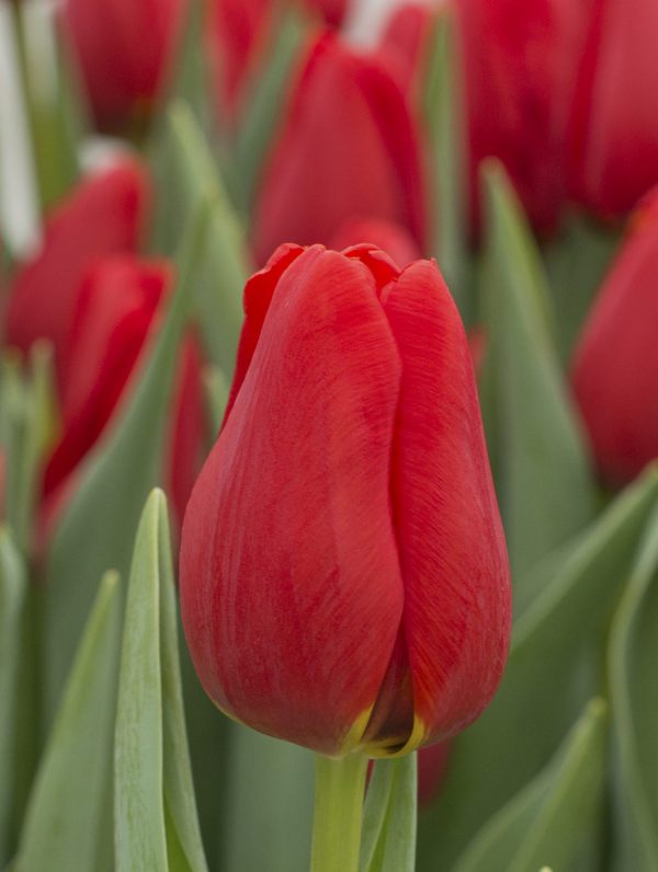 Red tulip Man