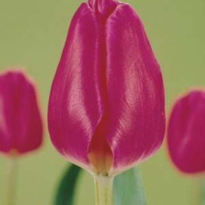 Pink tulip Marathon Champion