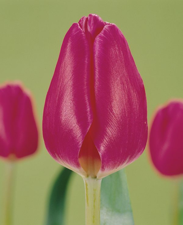 Pink tulip Marathon Champion