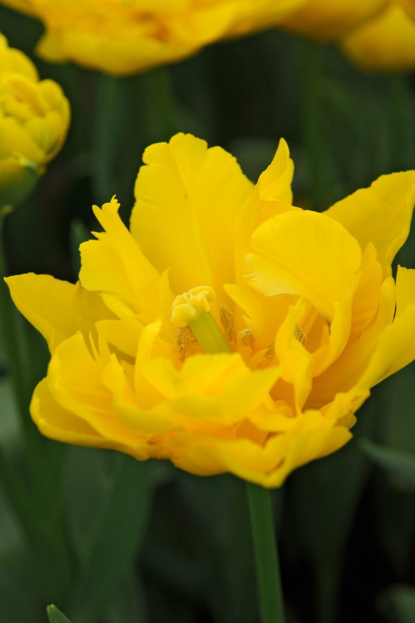 Double Yellow tulip Marie Jo