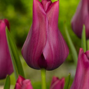 Purple tulip Merlot