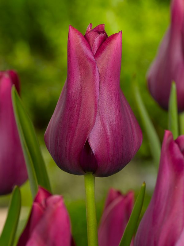 Purple tulip Merlot