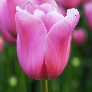 Elegant pink tulip Mistress