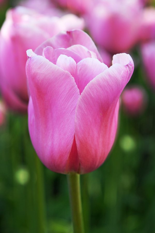 Elegant pink tulip Mistress