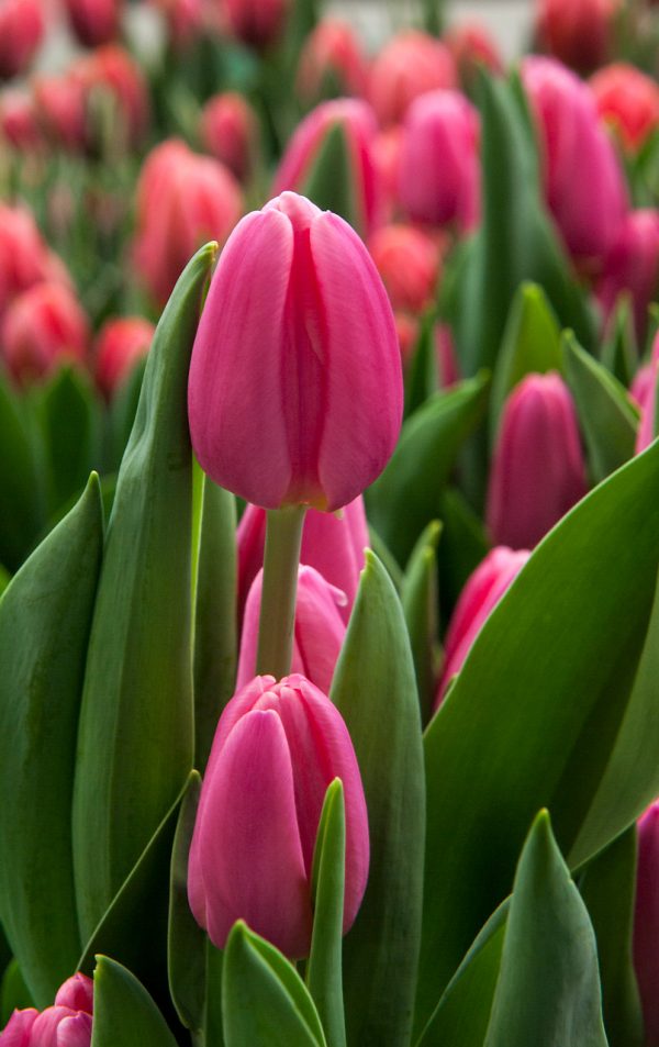 Dark pink tulip Molto Amata
