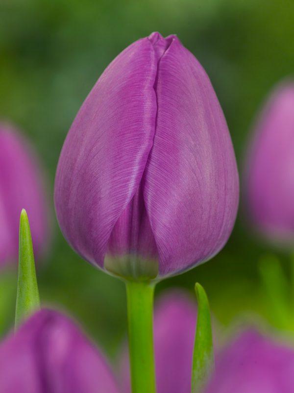 Strong purple tulip Negrita