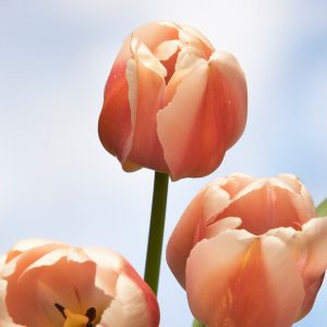 3 Salmon colored tulips named Ollioules