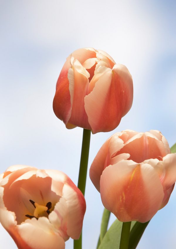 3 Salmon colored tulips named Ollioules