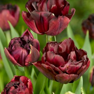 Dark reed double tulip Palmyra