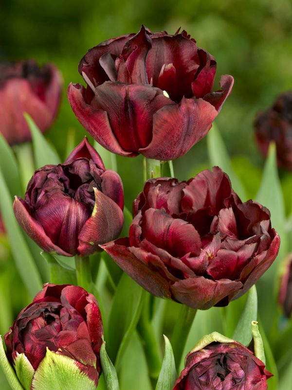 Dark reed double tulip Palmyra