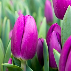 Purple tulip Panter