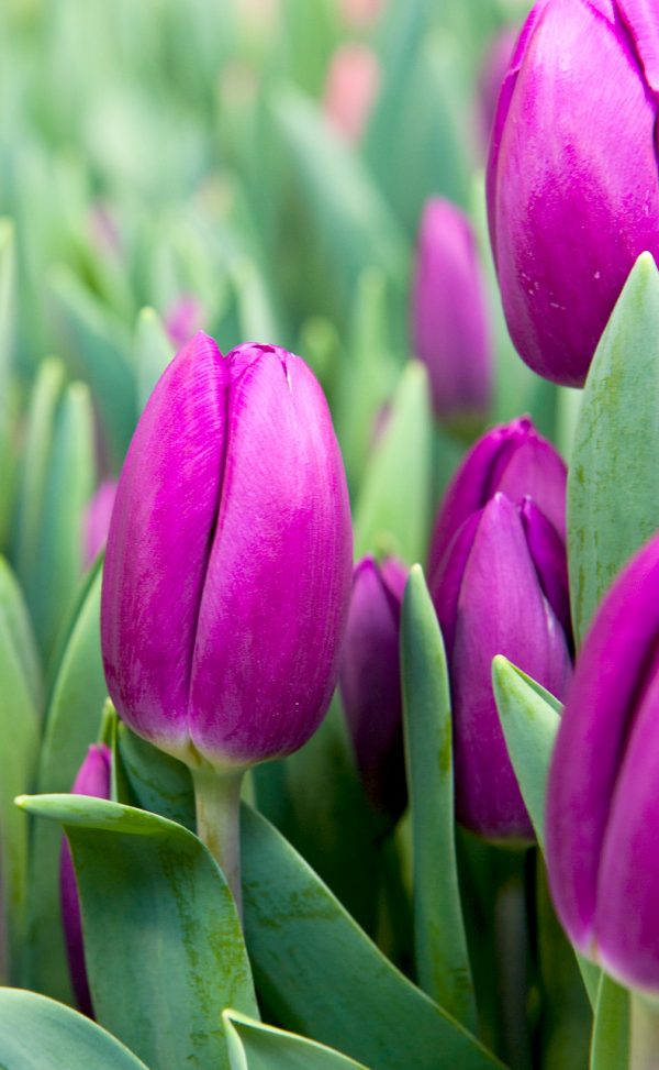 Purple tulip Panter