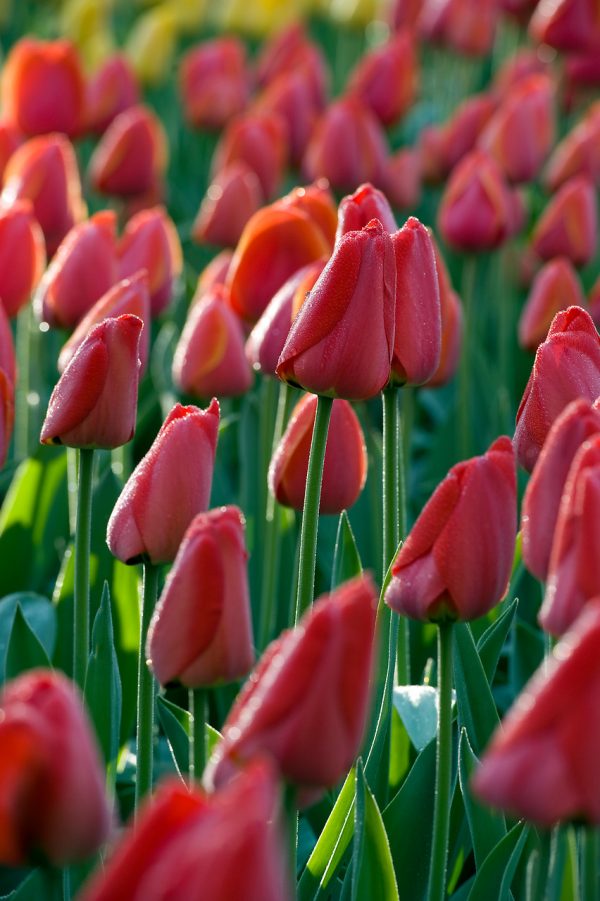 Field of red tulip Parade